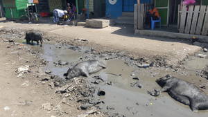 Wildschweine genießen die „Straßen“